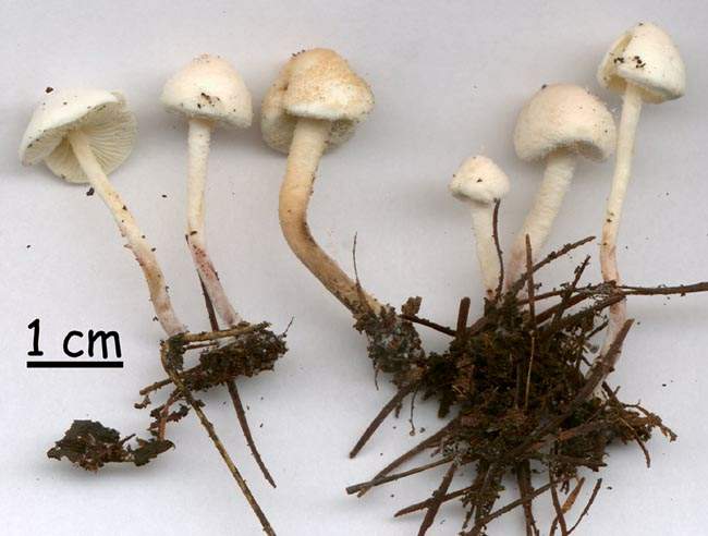 Cystolepiota seminuda